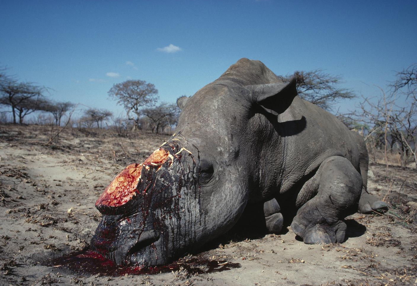 Gli animali vengono uccisi e poi mutilati
