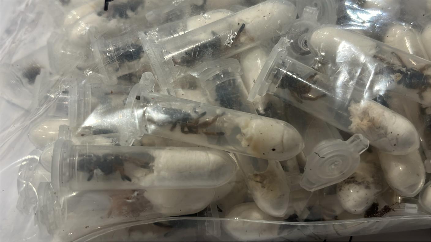 I ragni sequestrati erano rinchiusi in piccoli tubi di plastica