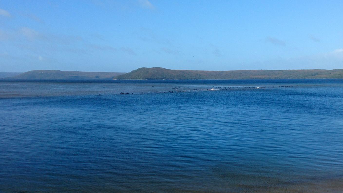 Un'immagine della zona dove sono spiaggiati i cetacei