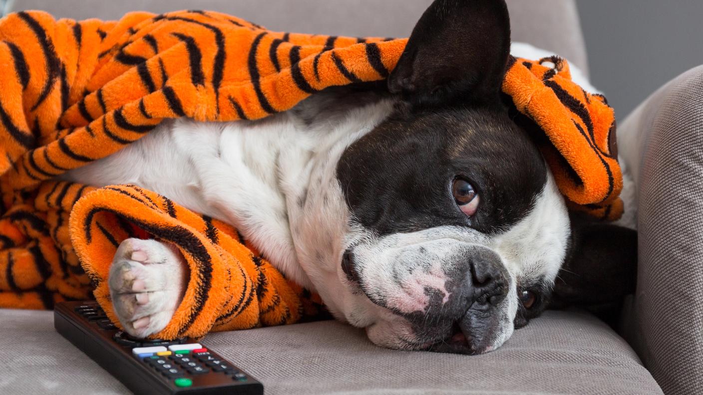 In base al loro temperamento i cani reagiscono diversamente davanti a un programma TV