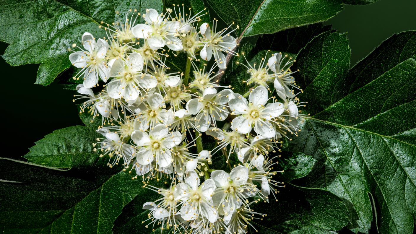 I fiori del sorbo degli uccellatori si presentano tra maggio e luglio, a seconda dell'altitudine e delle condizioni climatiche. Hanno un odore forte, simile a quello dei fiori di castagno