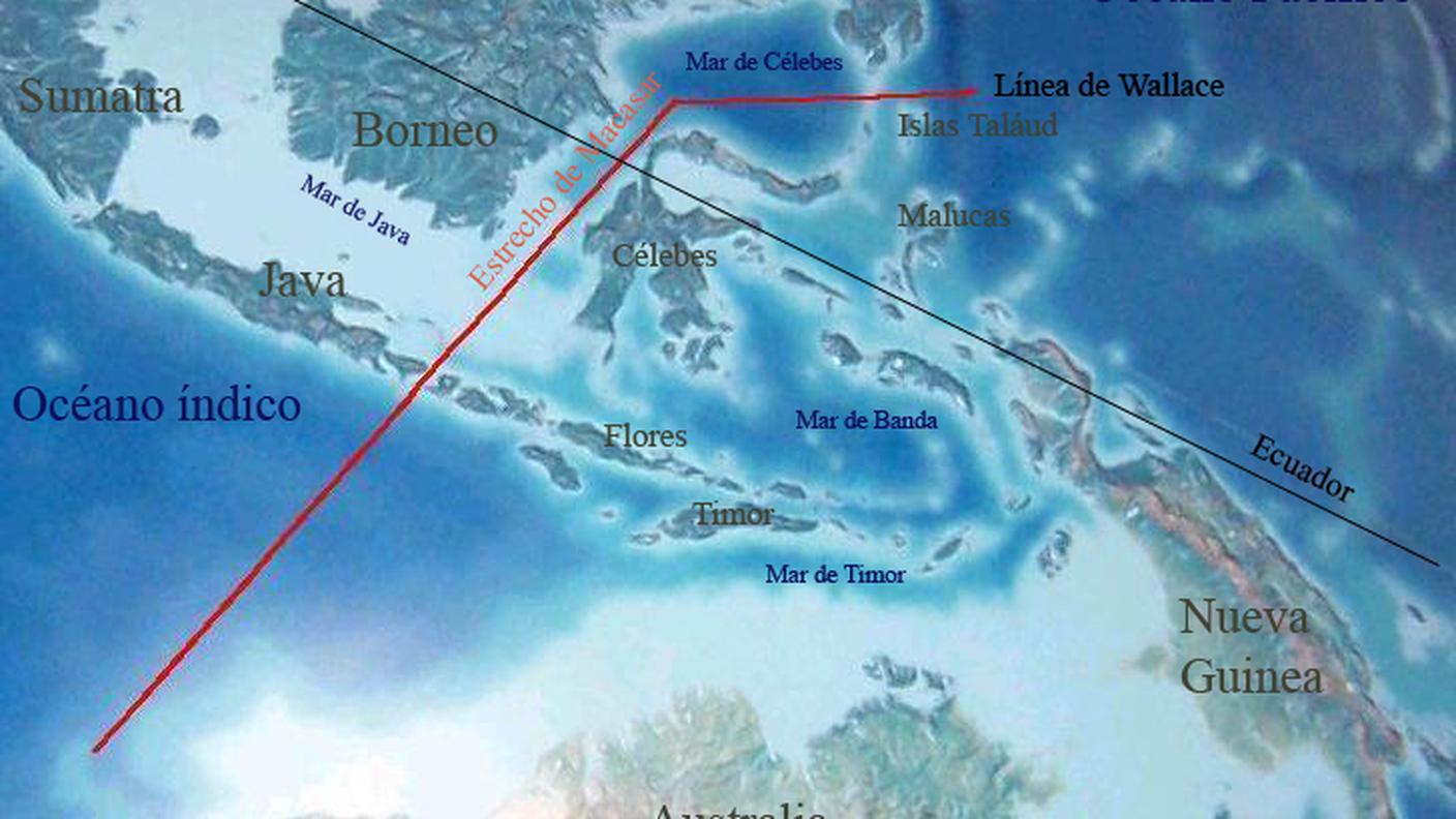 La linea di Wallace, una linea immaginaria che separa, dal punto di vista biologico, la regione asiatica dall'Oceania