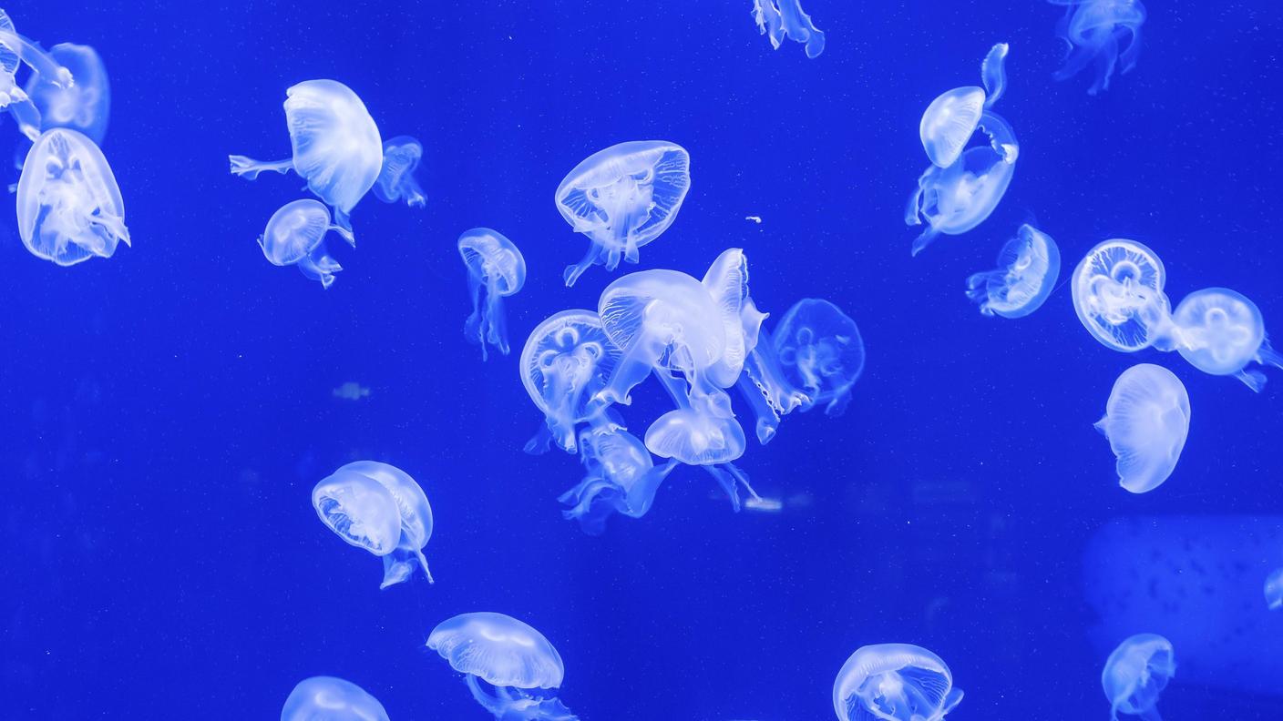Le meduse sono fonte di ispirazione per la ricerca scientifica