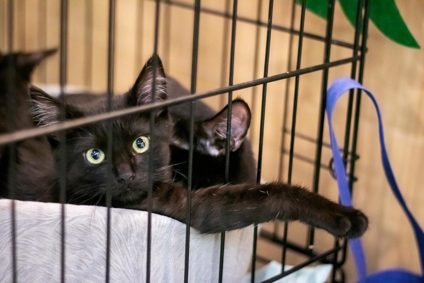 Per proteggere gli animali da rituali e maltrattamenti, alcune città vietano l'adozione di gatti nel periodo di Halloween