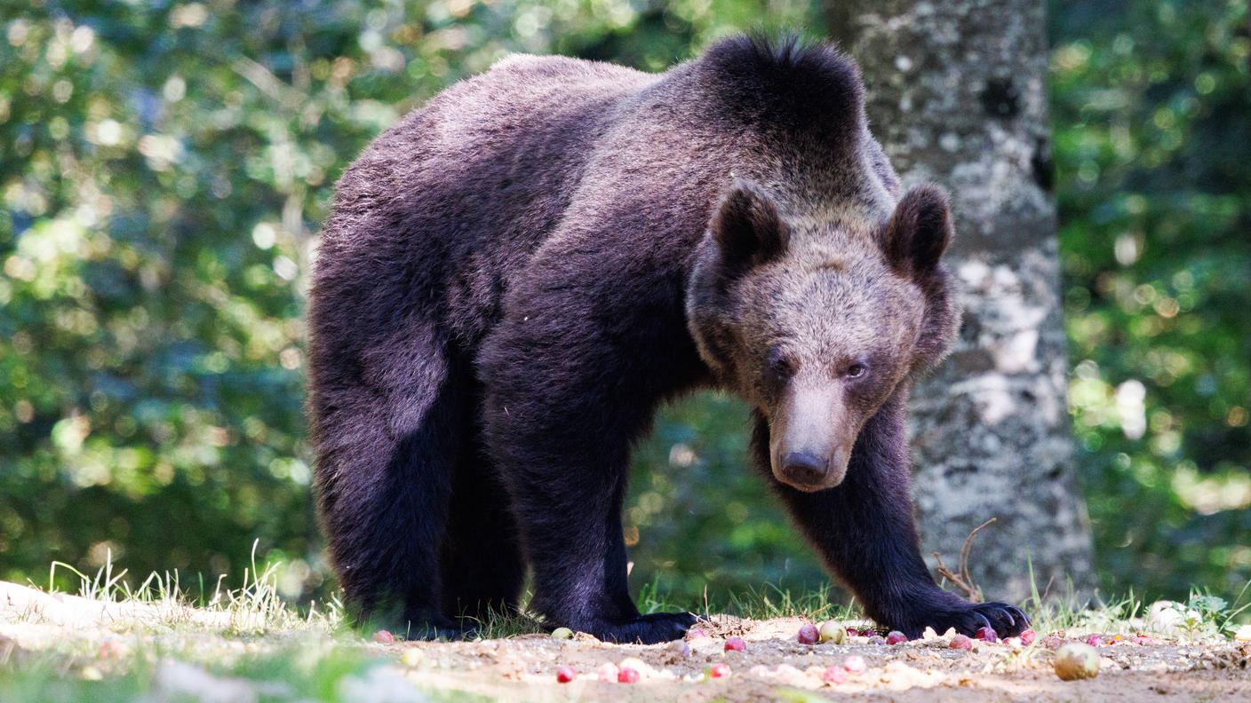 Agosto 2025: un orso raggiunge una delle 174 aree di foraggiamento nei boschi sloveni 