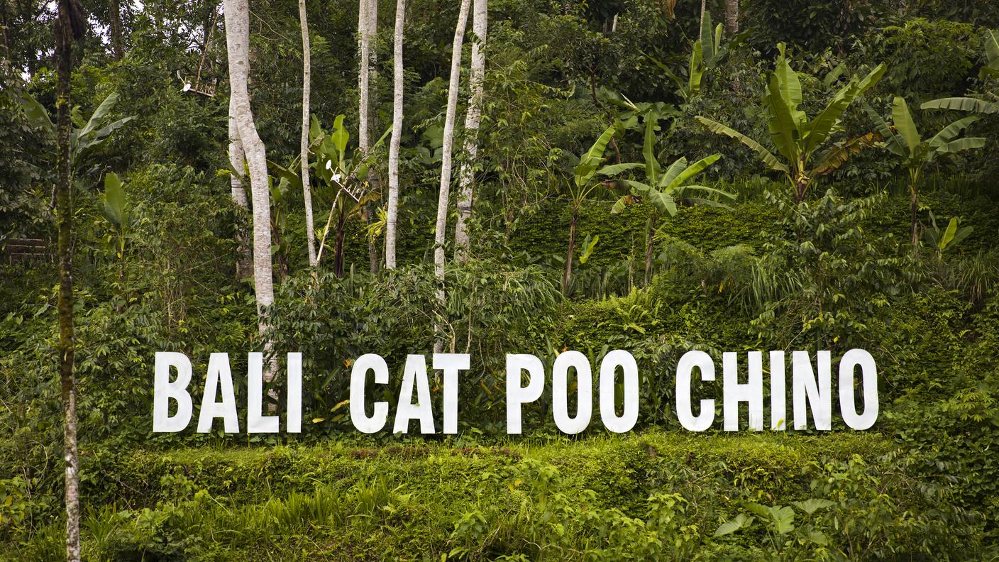 La visita alle piantagioni di caffè unita alla degustazione di kopi luwak è un'attrazione turistica