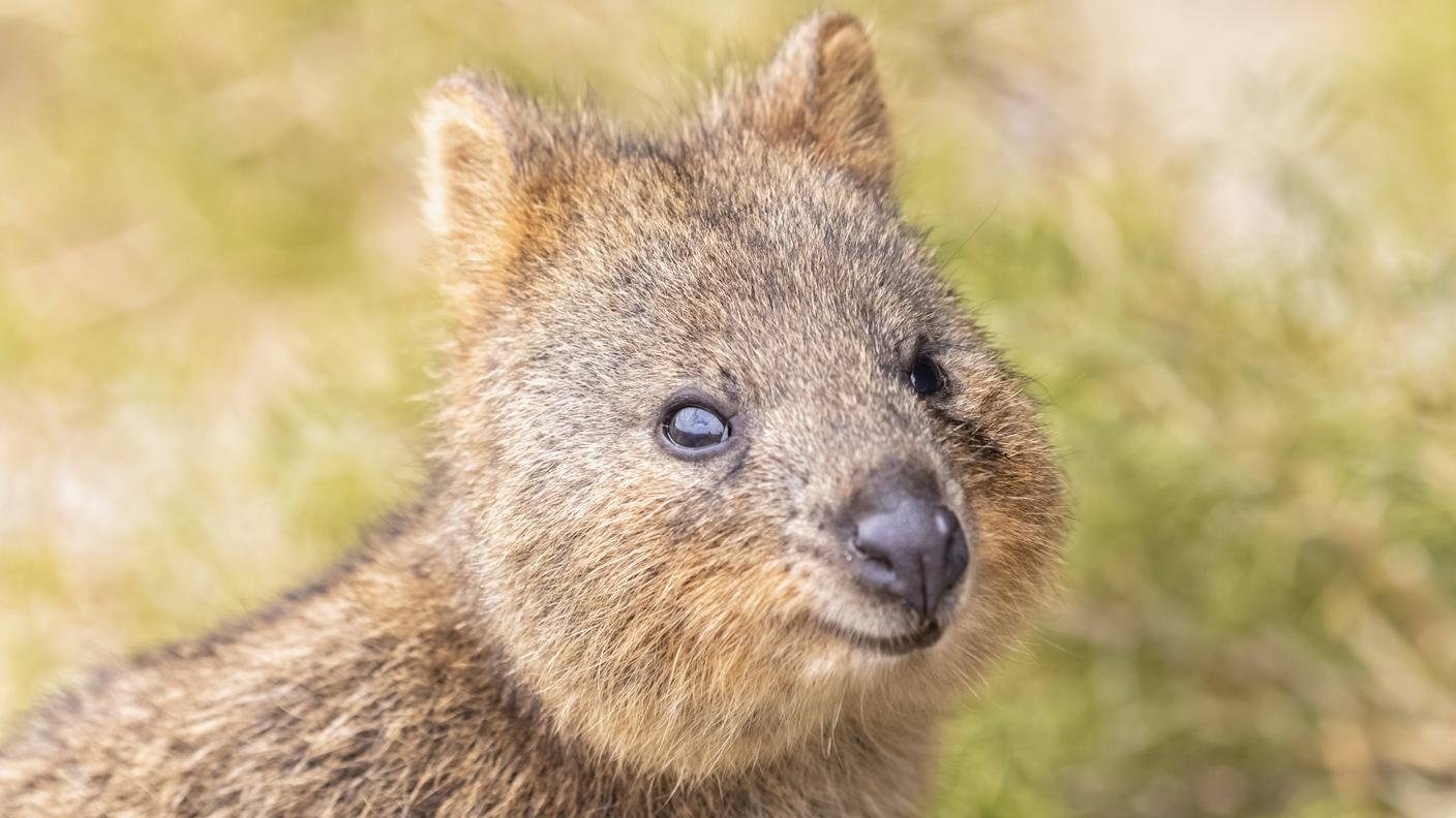La forma del muso del quokka, fa sembrare questo animale sempre sorridente