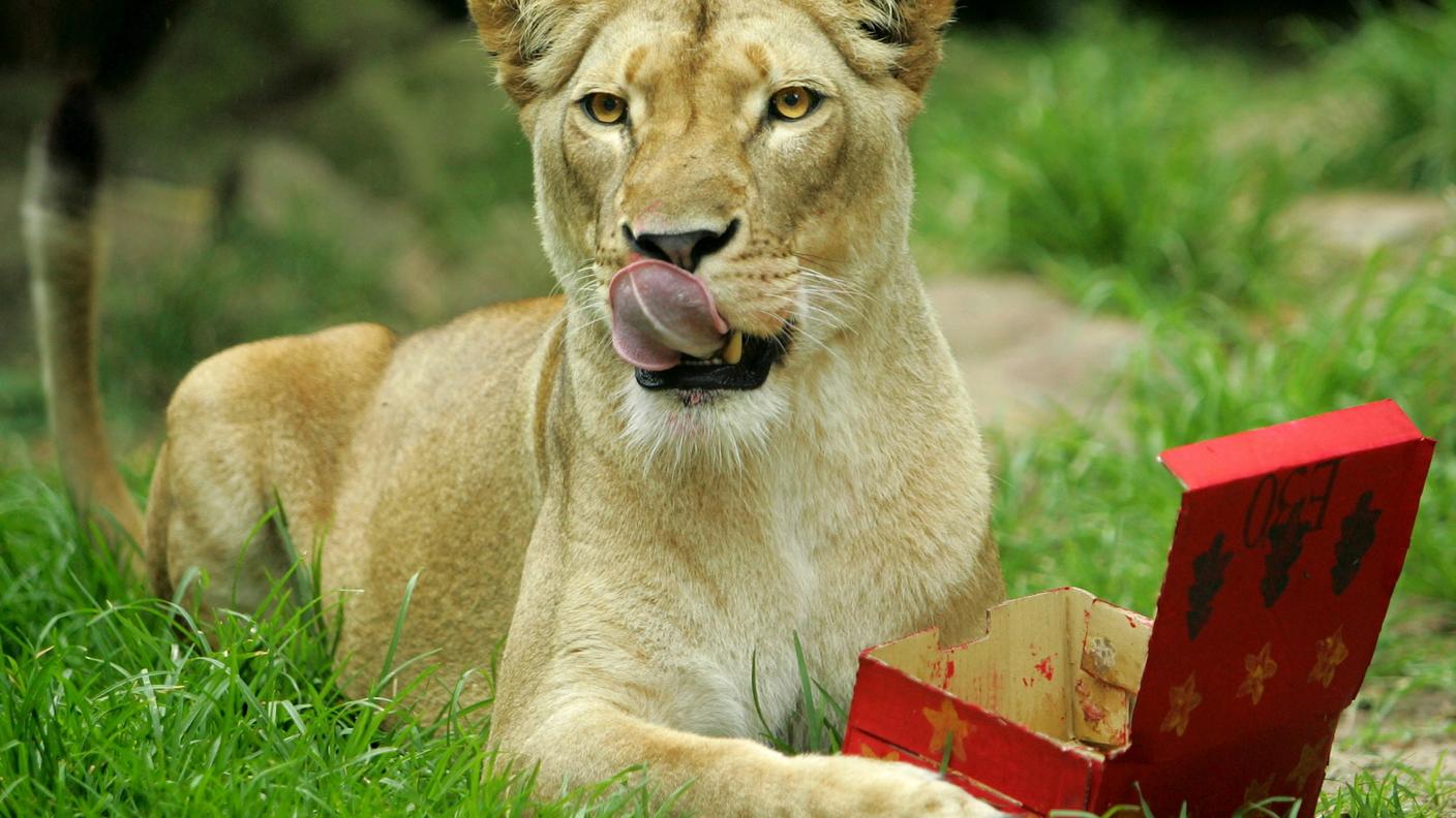 Asali si gusta una scatola di cibo avuta in regalo dopo il parto