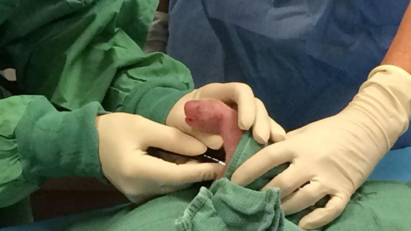 Uno dei cuccioli di panda gigante nelle mani dei veterinari di Washington