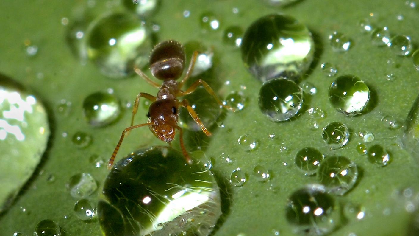 Intrappolano CO2 nella roccia, rimuovendola dall'atmosfera