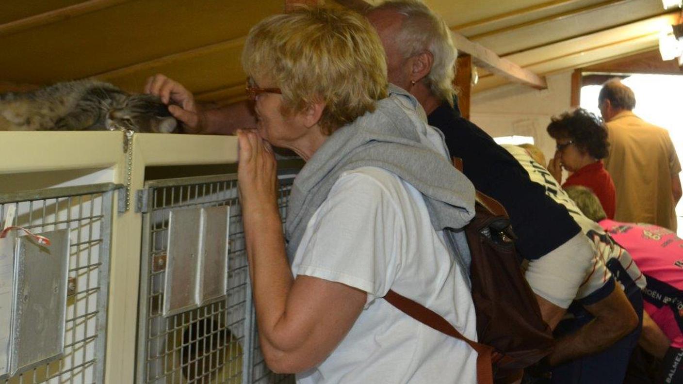 Grande successo per le porte aperte al gattile Spab