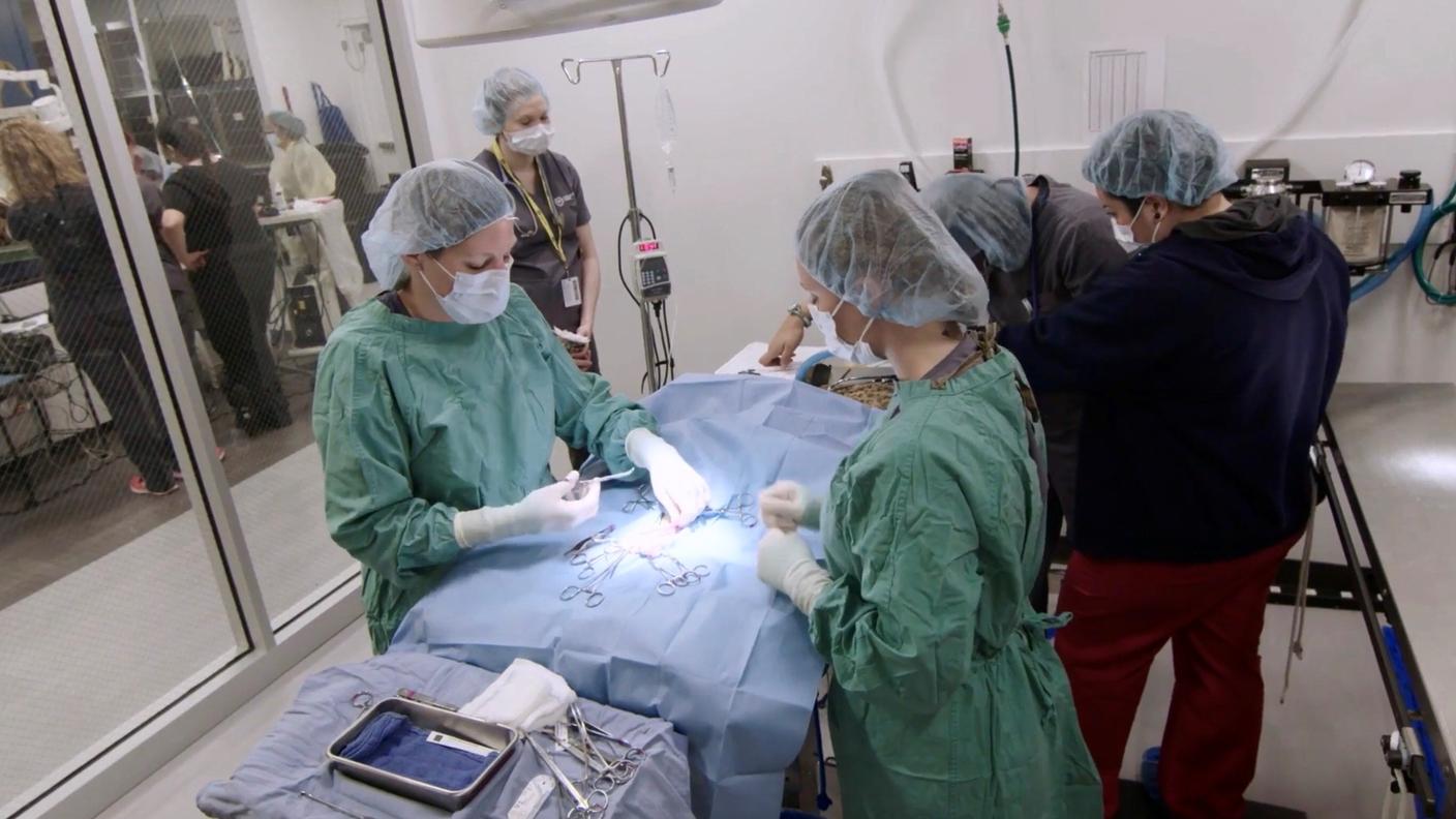 Lei, Jennifer P.,  veterinaria, continua a lavorare nella clinica che resta aperta