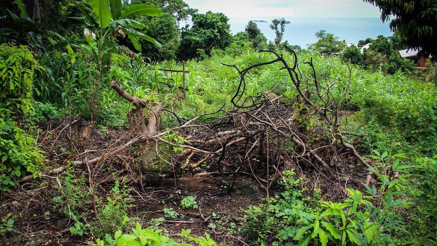 Il fuoco gioca un ruolo cruciale nel passaggio dal paesaggio forestale a quello agricolo, contribuendo a impoverire il terreno dei suoi elementi nutritivi