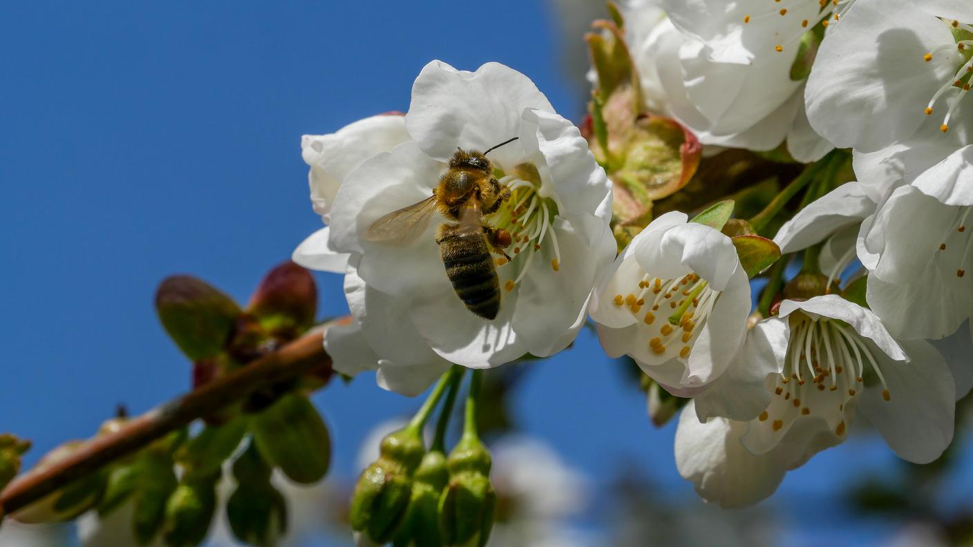 L'impollinazione vale per l'agricoltura svizzera 3-400 milioni di franchi annui