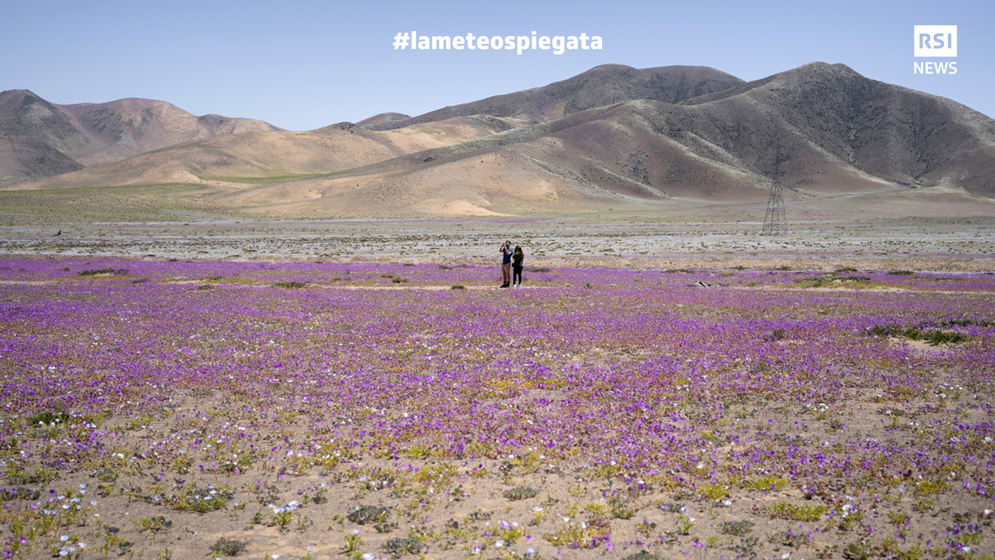 Fioritura nel deserto di Atacama, Cile, il 9 ottobre 2022. Considerato il più arido del mondo, grazie a La Niña e all'umidità apportata quasi duecento specie di piante fioriscono