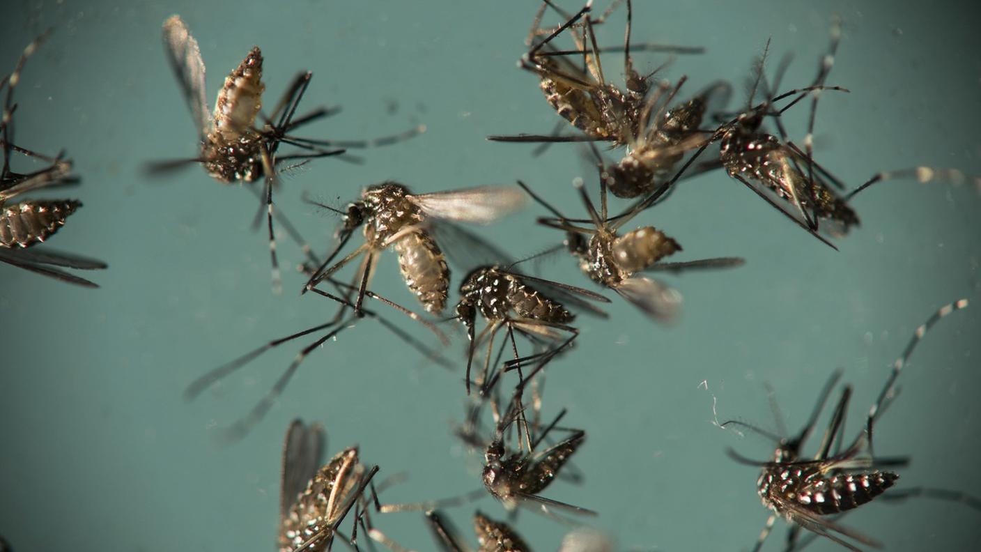 Come per il virus Zika, la responsabile è sempre la Aedes aegypti