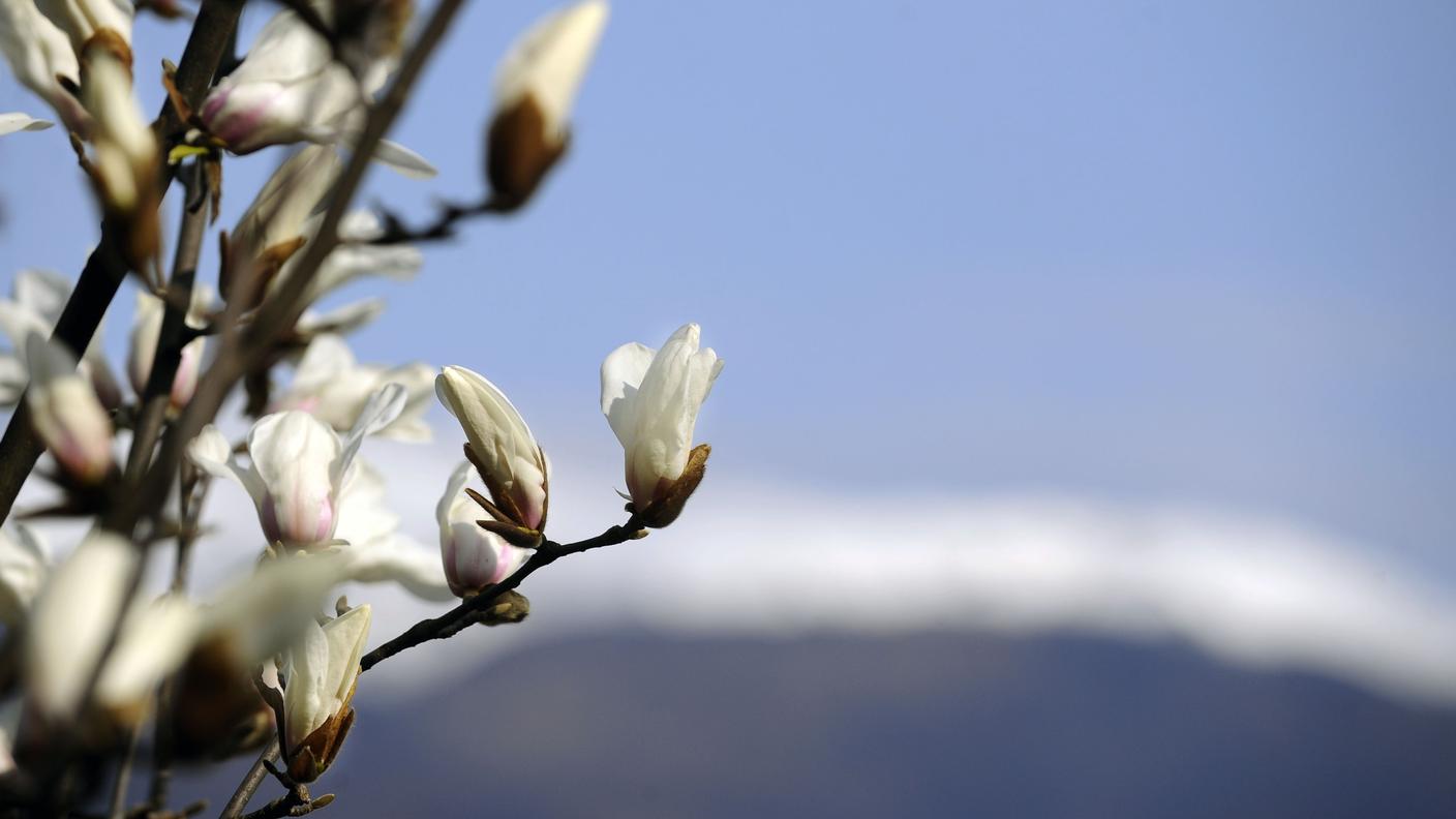 Magnolie in fiore