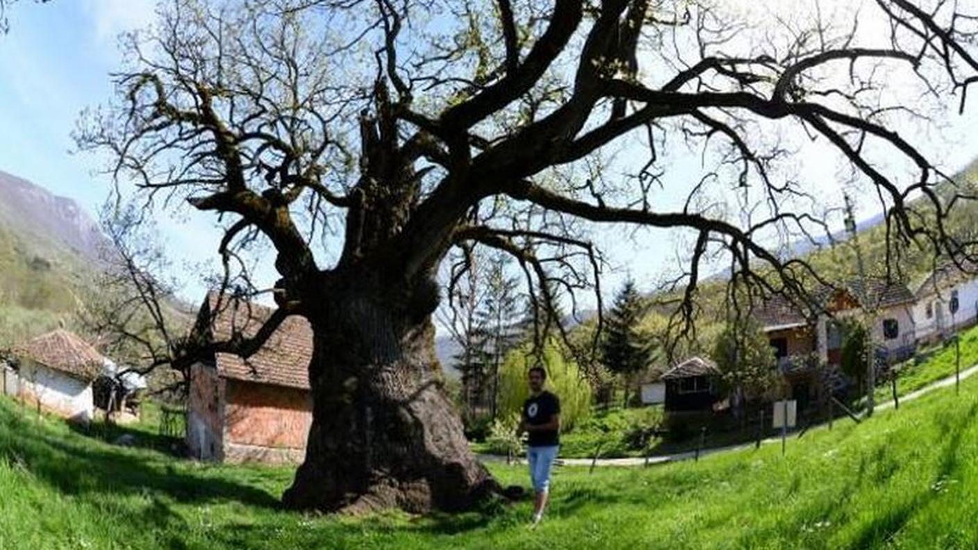 L'albero è rispettato dagli abitanti del villaggio