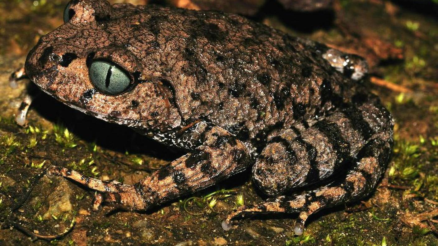 Una specie di rana mai vista prima