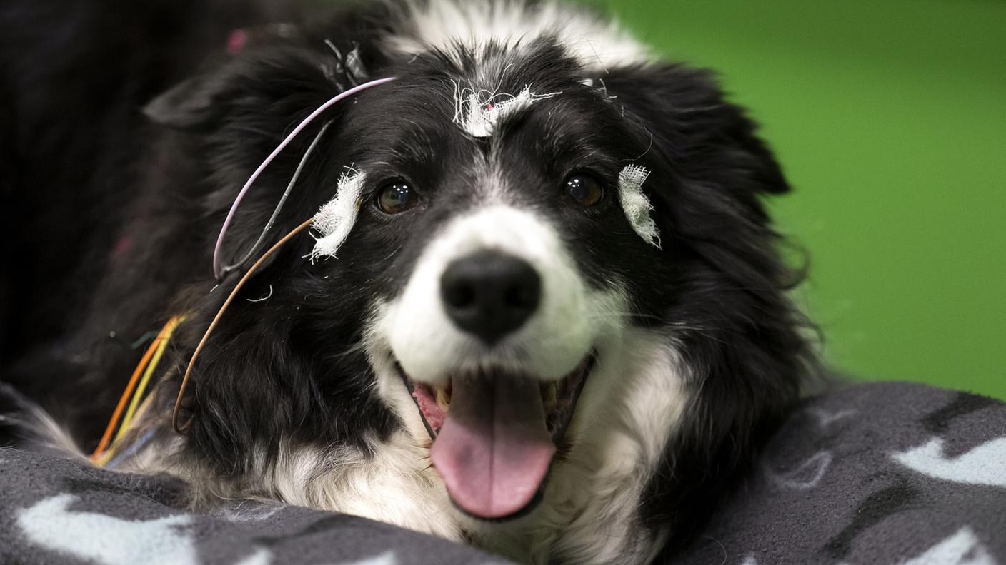 Uno dei 18 cani, Rohan, un border collie con gli elettrodi in testa durante l'esperimento