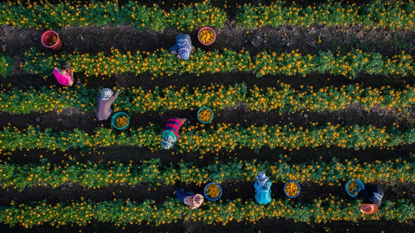 La raccolta delle calendule in Thailandia