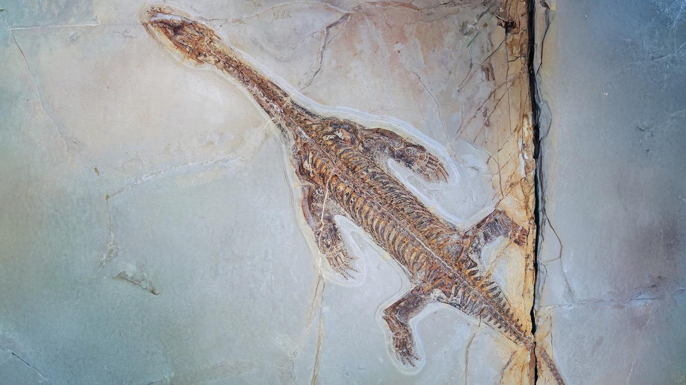 Il fossile è stato rinvenuto nel 2023 durante gli scavi condotti dal Museo cantonale di storia naturale (MCSN) vicino a Meride, lungo il torrente Gaggiolo