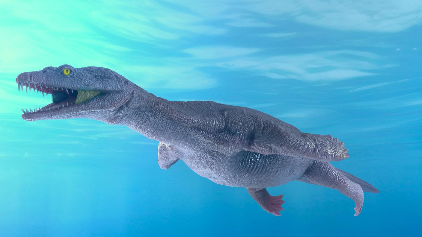 Il MCSN ha collaborato con la Fondazione e il Museo dei Fossili del Monte San Giorgio per creare una ricostruzione virtuale dell'esemplare, che sarà presto disponibile per il pubblico