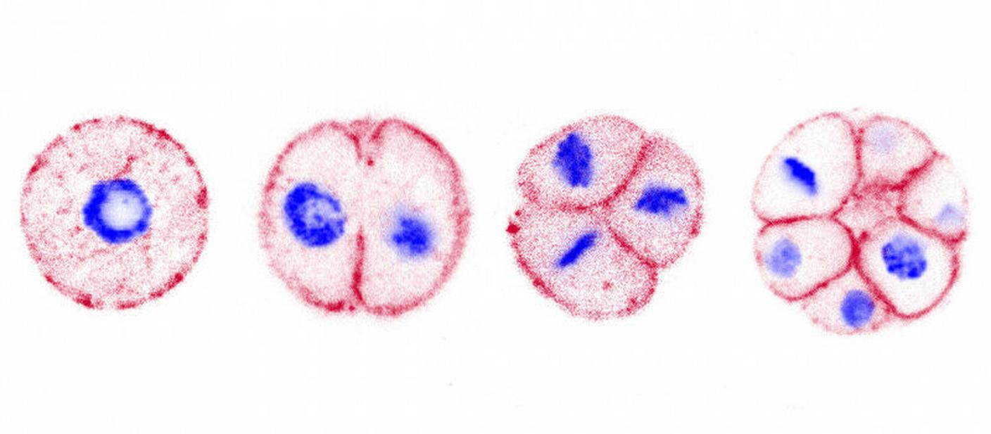 Immagini dello sviluppo multicellulare dell’ittiospora Chromosphaera perkinsii, un cugino stretto degli animali. In rosso si vedono le membrane e in blu i nuclei con il loro DNA.