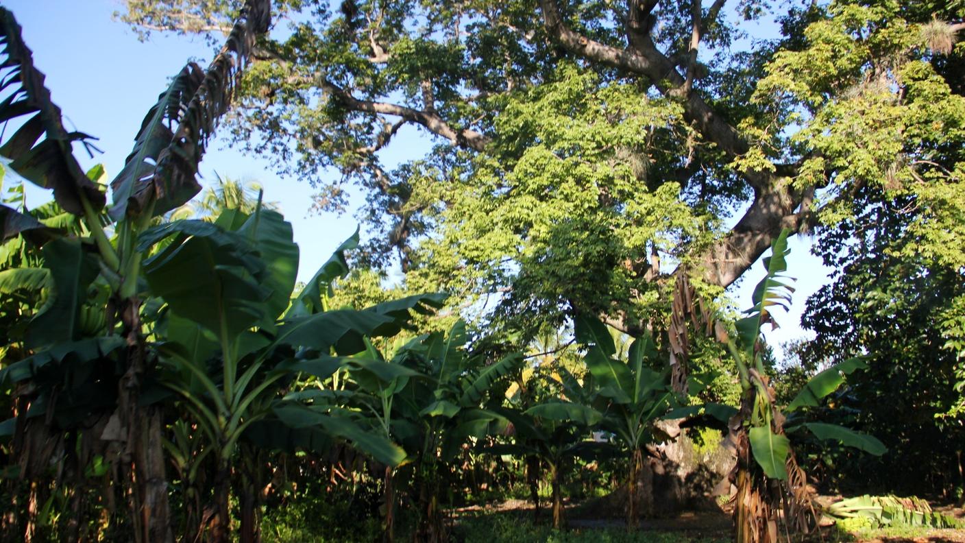Le prime piantagioni di banane