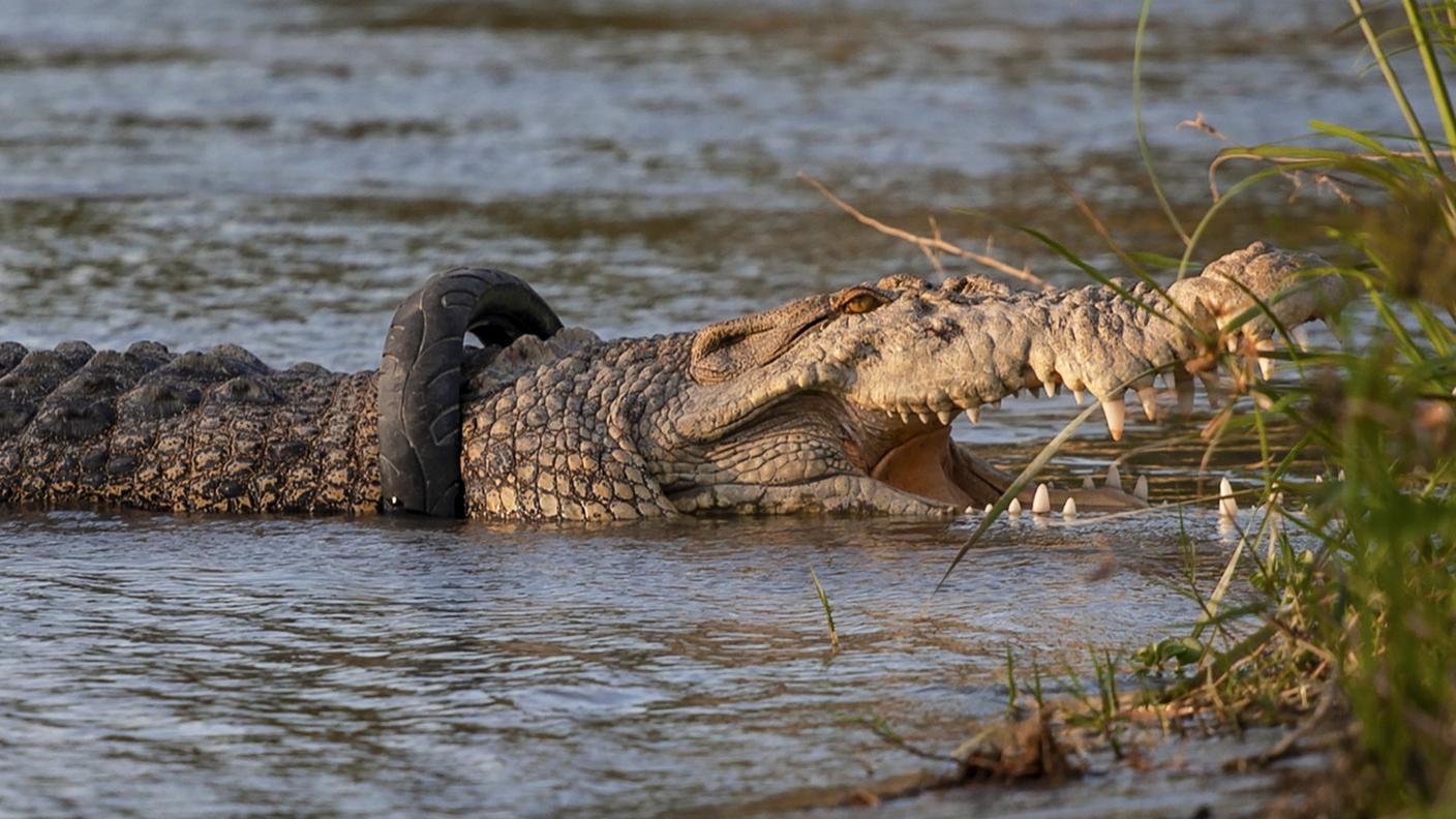La causa principale è la perdita di habitat, il disboscamento, é l'urbanizzazione e l'aumento delle terre agricole