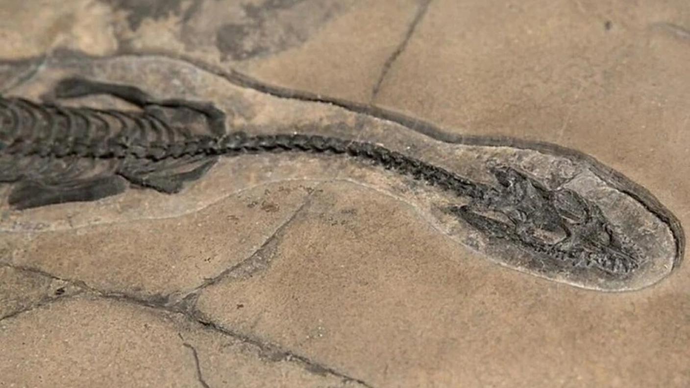 Il fossile della nuova specie di pachipleurosauro trovata durante gli scavi sul ghiacciaio del Ducan dove gli scavi proseguono dal 1997