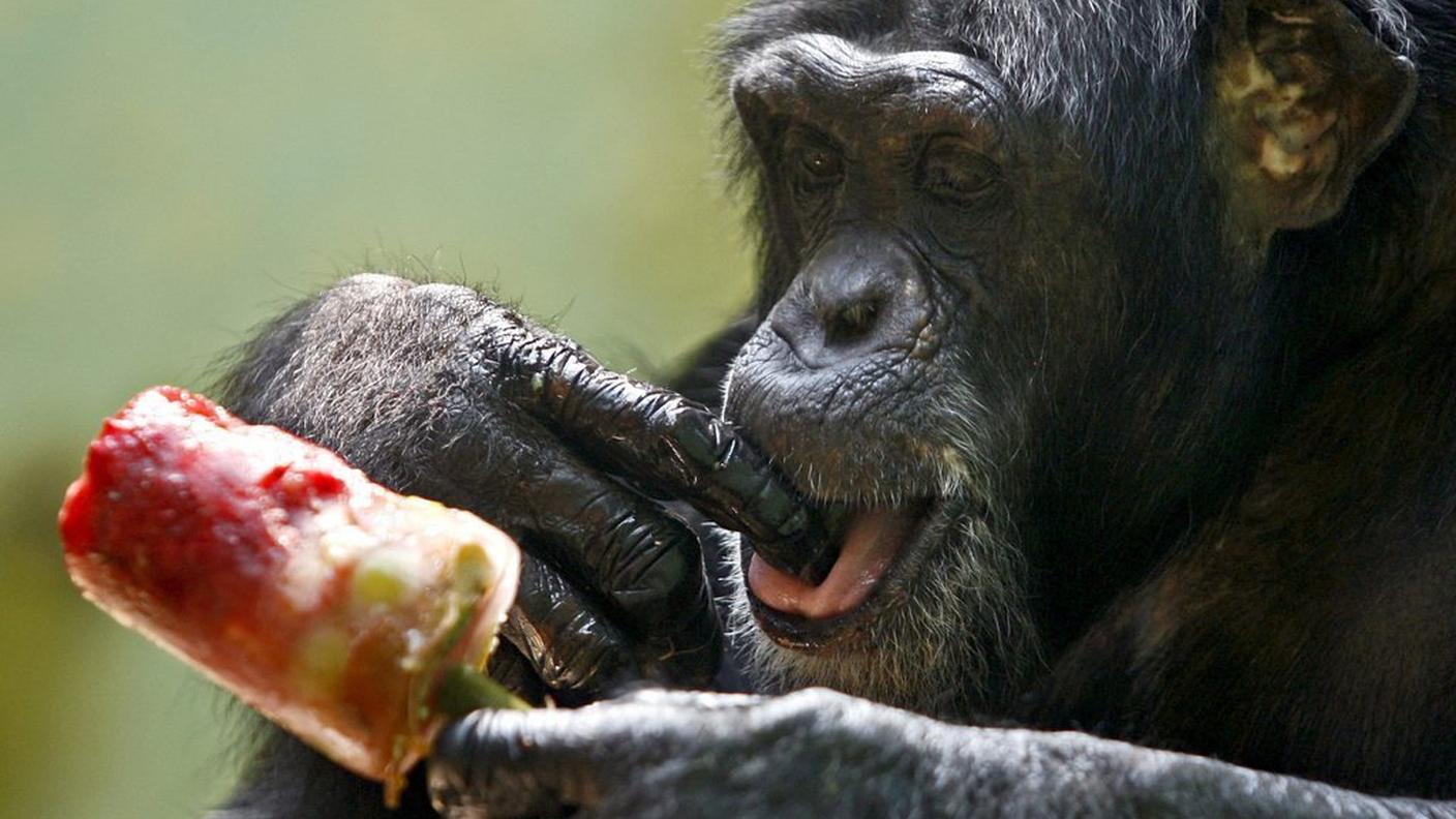 Una scimmia gusta un gelato: un'indagine dimostrerebbe che meno si mangia maggiori sono le possibilità di campare a lungo