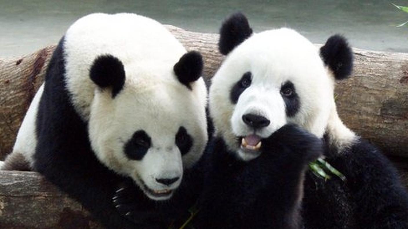 La copertina raffigura due panda
