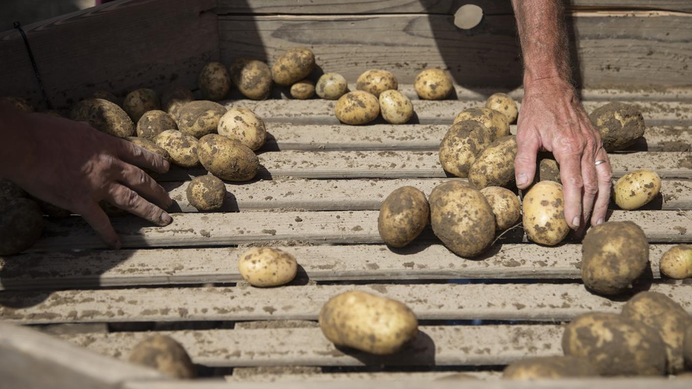 Una patata genetica che non diventa nera