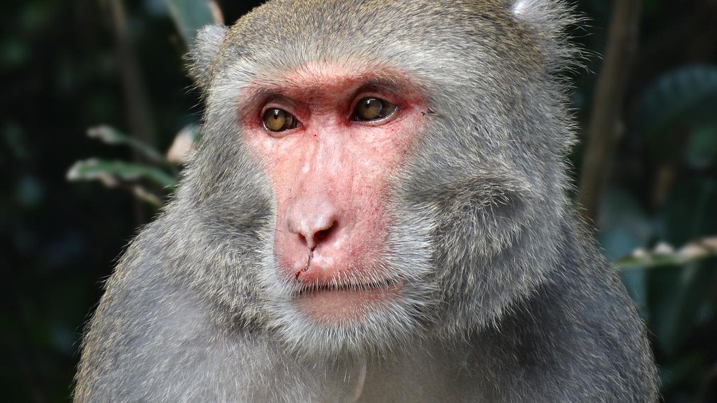 Un macaco simile a quelli usati nella ricerca