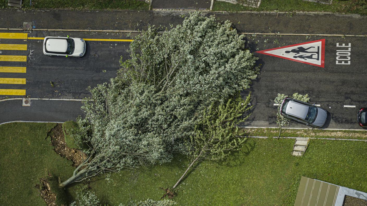 Alberi completamente sradicati dal vento a La Chaux-de-Fonds