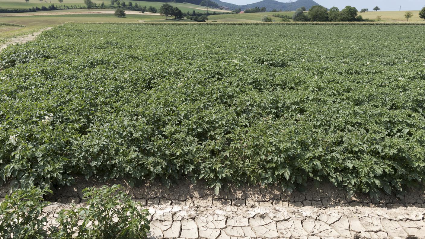 Siccità in un campo di patate argoviese - Immagine d'archivio