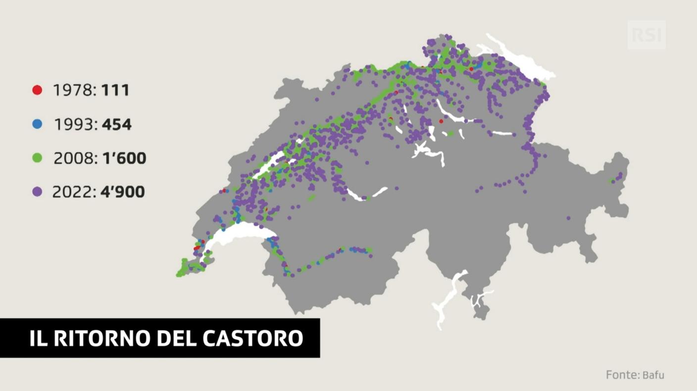 L'evoluzione della popolazione di castoro negli ultimi decenni