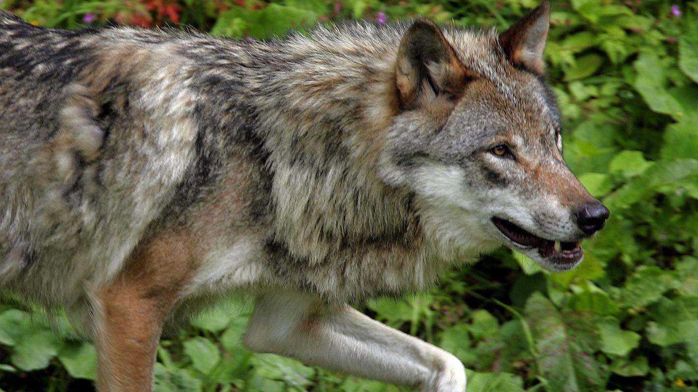 Un animale sempre al centro delle cronache