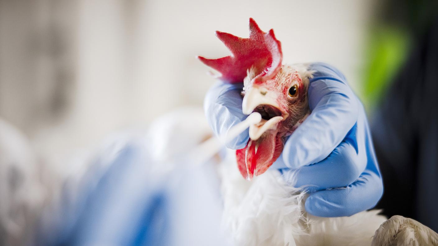 Un test PCR effettuato su una gallina
