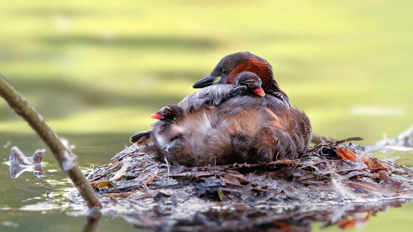 Per la sua conservazione è importante salvaguardare i siti di nidificazione esistenti, oltre al ripristino di vecchi specchi d'acqua e alla creazione di nuovi habitat