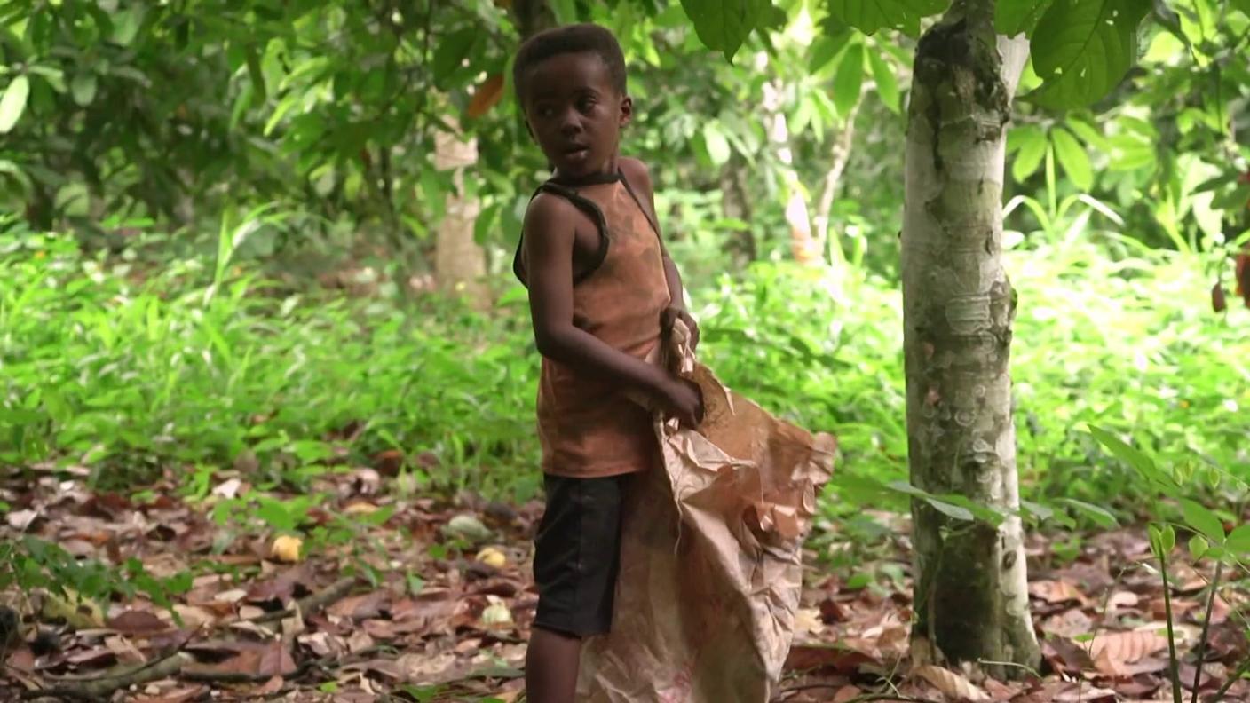 Uno dei bambini impegnati nella raccolta nelle piantagioni del Ghana
