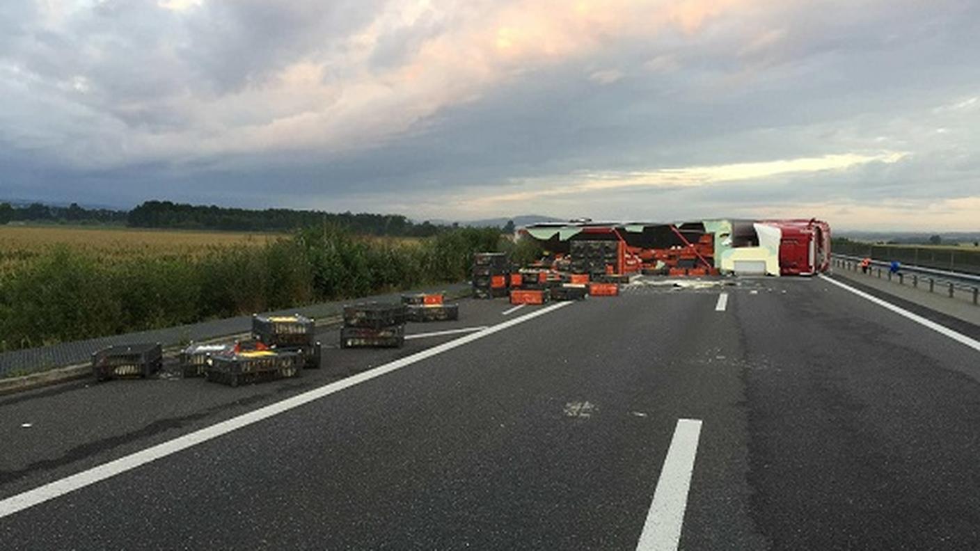 Un camion che trasportava 4'500 animali si è rovesciato bloccando l'autostrada
