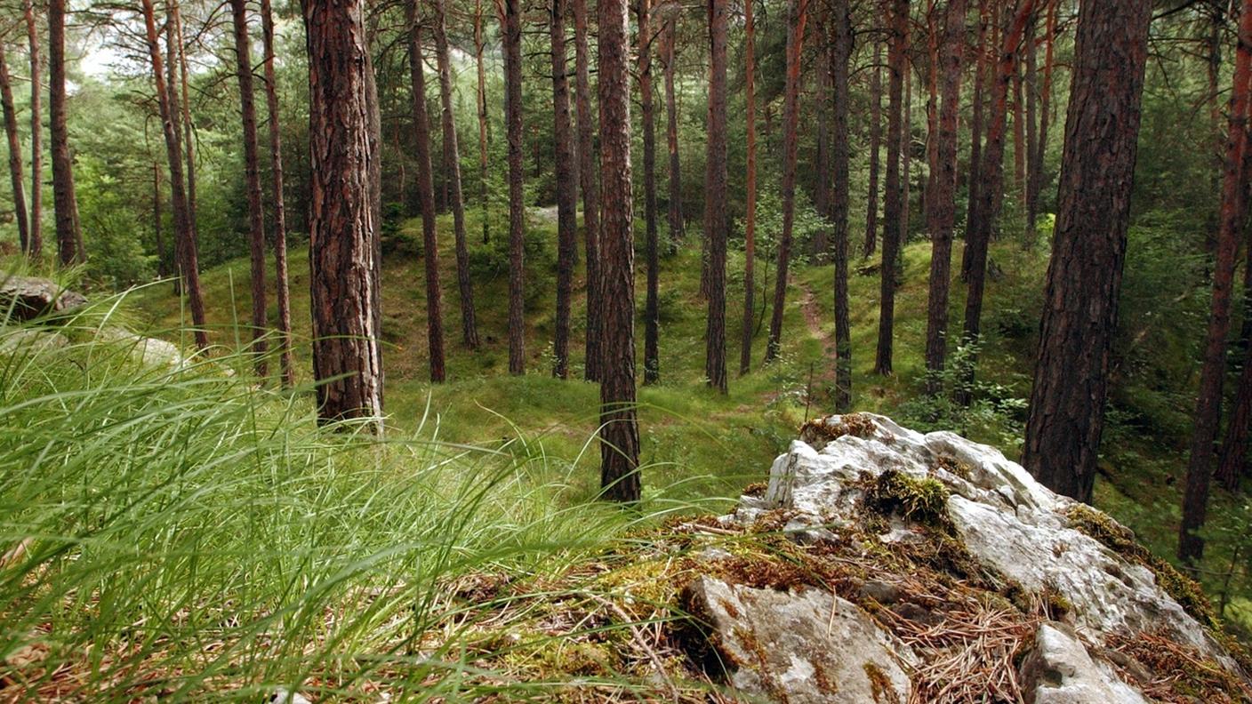 Un bosco svizzero