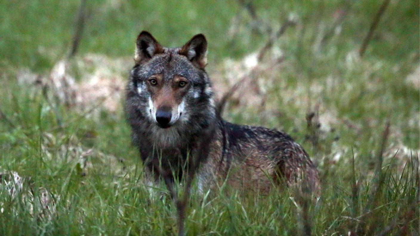 Lo statuto dell'animale sembra comunque destinato a cambiare