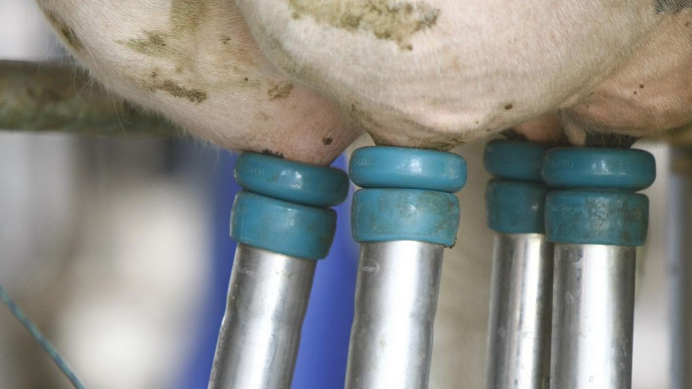 Per la produzione di latte s'otterrà più di quanto previsto dal Governo