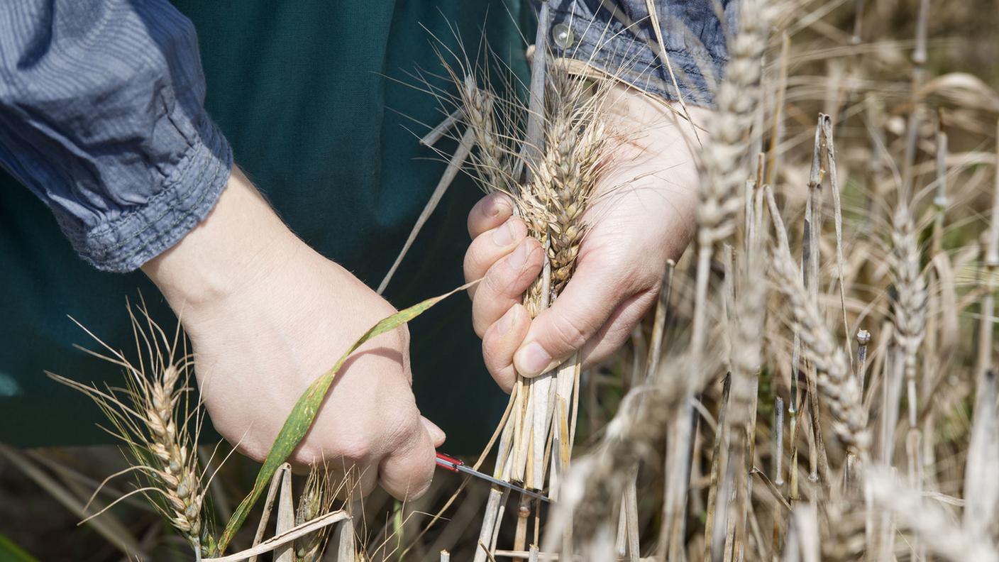 Raccolta di grano presso il centro di ricerca Agroscope di Reckenholz-Taenikon (ZH), dove in campi chiusi e protetti si studiano colture geneticamente modificate