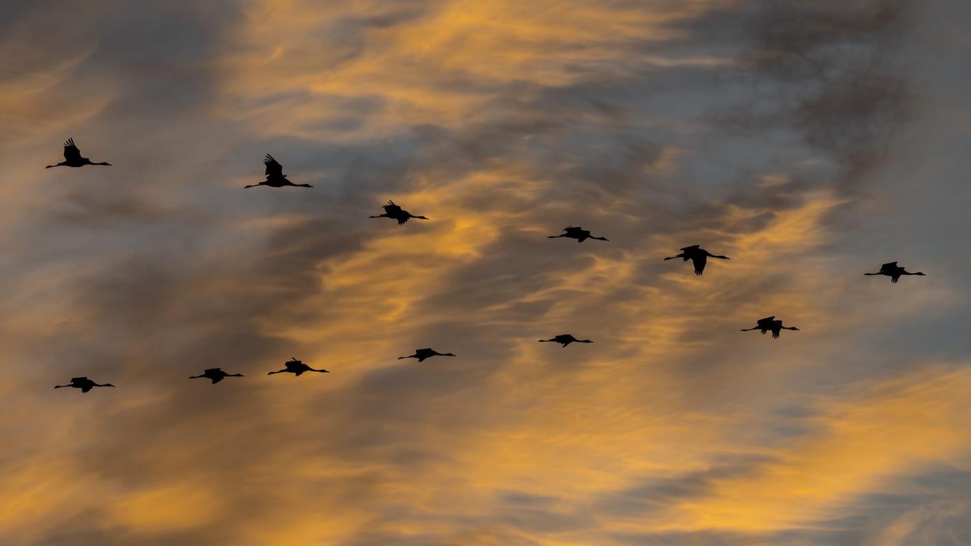 Questi uccelli sono noti per i loro potenti richiami e per le spettacolari formazioni di volo a forma di “V”
