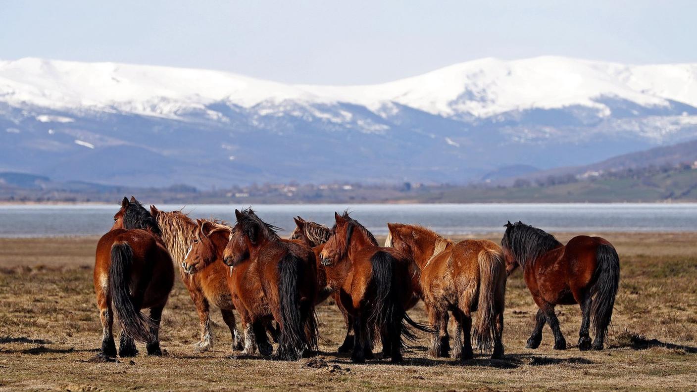 Contro natura la reclusione in un box
