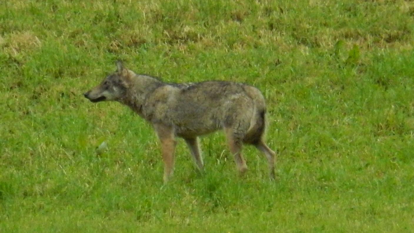 L'animale immortalato a Horgen